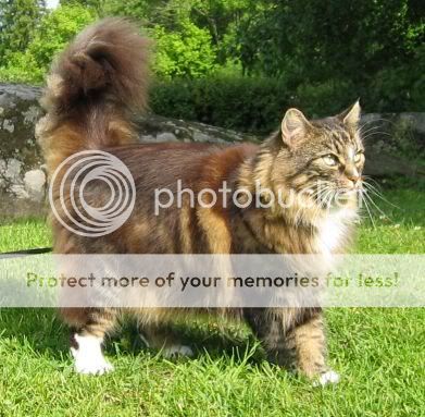 Norwegian_forest_cat.jpg