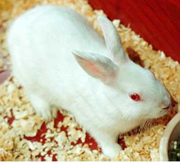 albino-rabbit-b.jpg