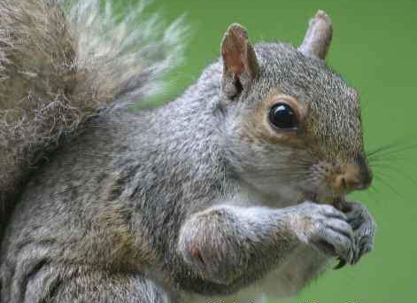 Squirrel.JPG