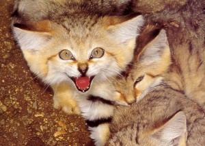 sand_cat.jpg