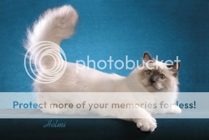 birman-1.jpg