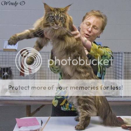 large-maine-coon-cat-1s.jpg