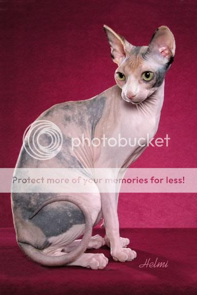 sphynx-cat-3.jpg
