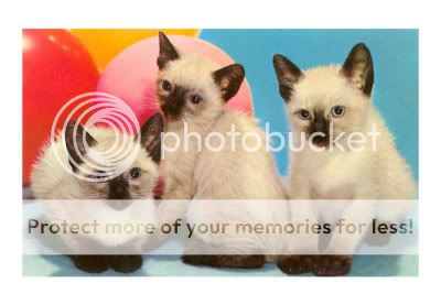 NP-00421-DThree-Siamese-Kittens-Pos.jpg
