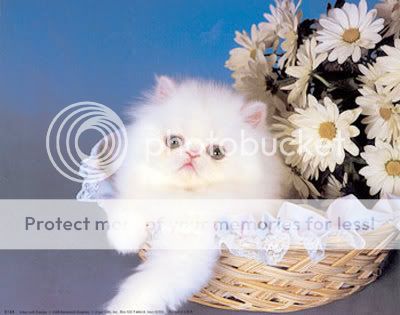 diane-leis-kitten-with-daisies.jpg
