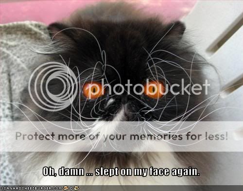 funny-pictures-cat-slept-on-face.jpg
