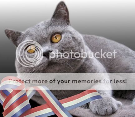 british-shorthair-britz1.jpg