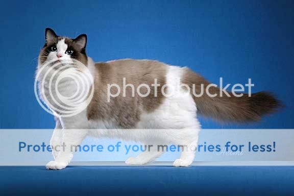 ragdoll-slideshow14.jpg