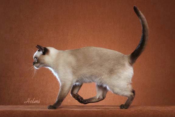 tonkinese-cat-pictures-of-cats-3.jpg