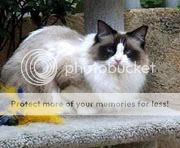 ragdoll-cats-04.jpg
