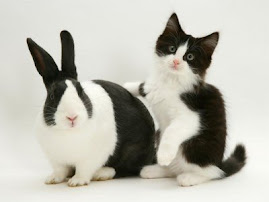 cat+rabbit.bmp