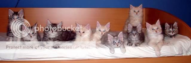 10-G-kittens.jpg