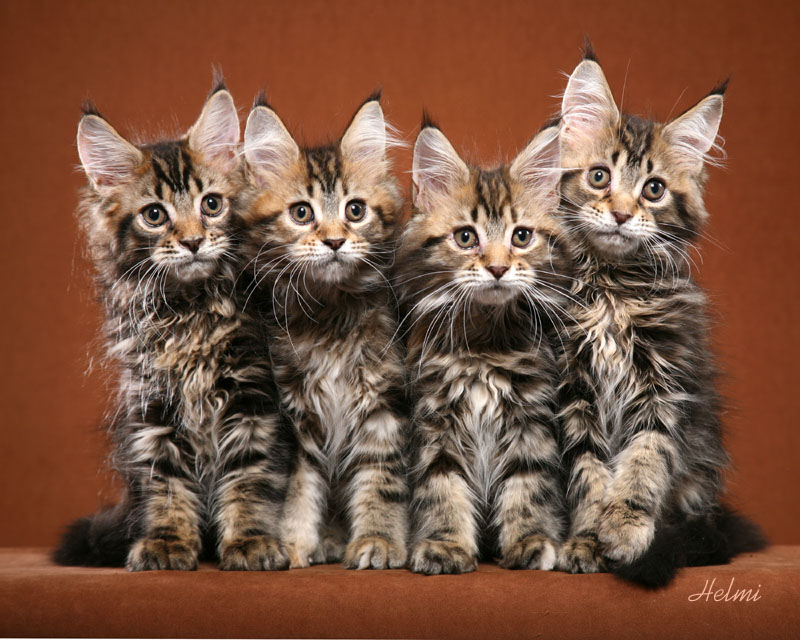Maine-Coon-Kittens.jpg