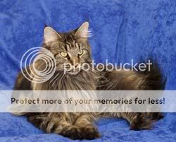 mainecoon_thumb.jpg