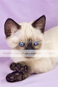 siamesekitten.jpg