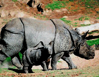 rhino.gif