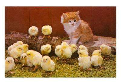 kitten-with-chicks.jpg