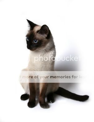 siamese-cat-breed.jpg