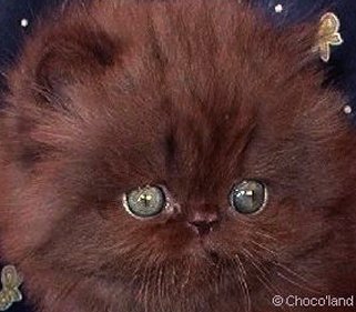 kittenchocolatepersian.jpg