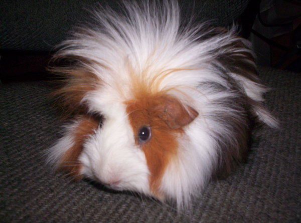 Spikey_Haired_Guinea_Pig_by_Hazyheath-1.jpg