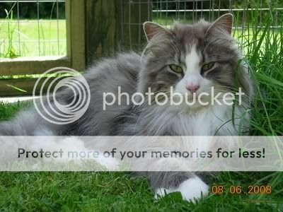 catswithbasket052.jpg
