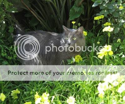 nebelung-cat-3.jpg