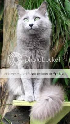 Nebelung-cat-Aleksandr-van-Song-de-.jpg