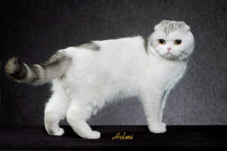 scottish-fold-111.jpg