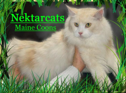 nektarcatsbanner1.jpg