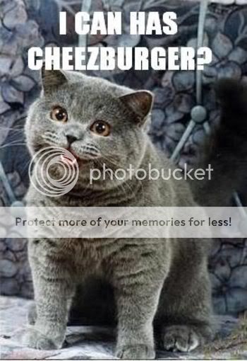 lol_cat_icanhascheezburger.jpg