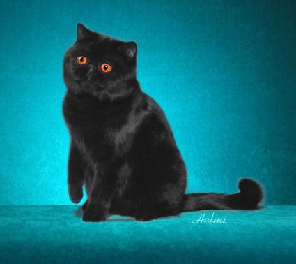 exotic-shorthair-1st.jpg