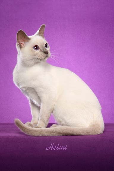 tonkinese-cat-pictures-of-cats-5.jpg