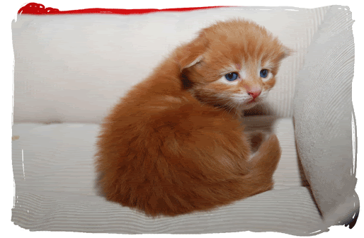 kitten-4-17-dagen-web.gif