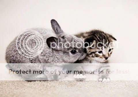 bunny-cat.jpg