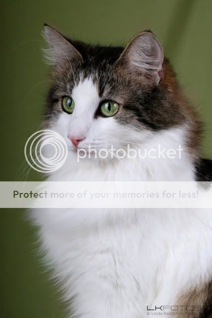Norwegian_Forest_Cat_by_lkfoto.jpg