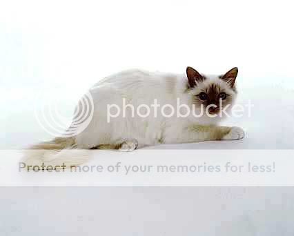 birman1.jpg
