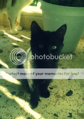 3_zps69bd982d.jpg~original