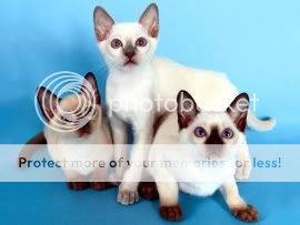 three-muskateers-siamese-t2.jpg