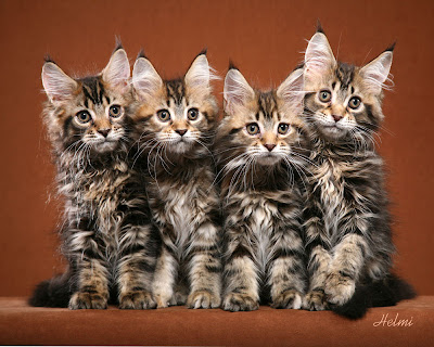 Maine-Coon-Kittens.jpg