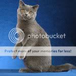 british-shorthair-3-t.jpg