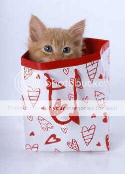 valentinekitten.jpg