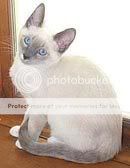 siamesecat_1.jpg