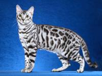 silver-spotted-tabby11.jpg