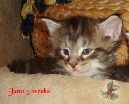 juno5weeks4.jpg
