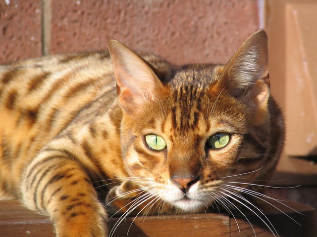 bengal_cat_relaxing_wallpaper.jpg