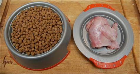raw-and-kibble-cat-food.jpg