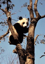 panda-intree.gif