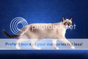 snowshoe-cat-pictures-of-cats.jpg