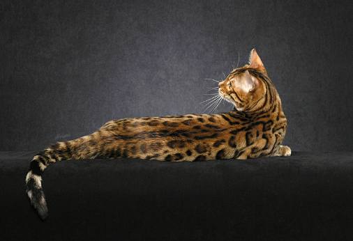 bengal-cat-looking-left.jpg