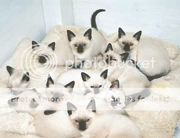 siamese-0018.jpg
